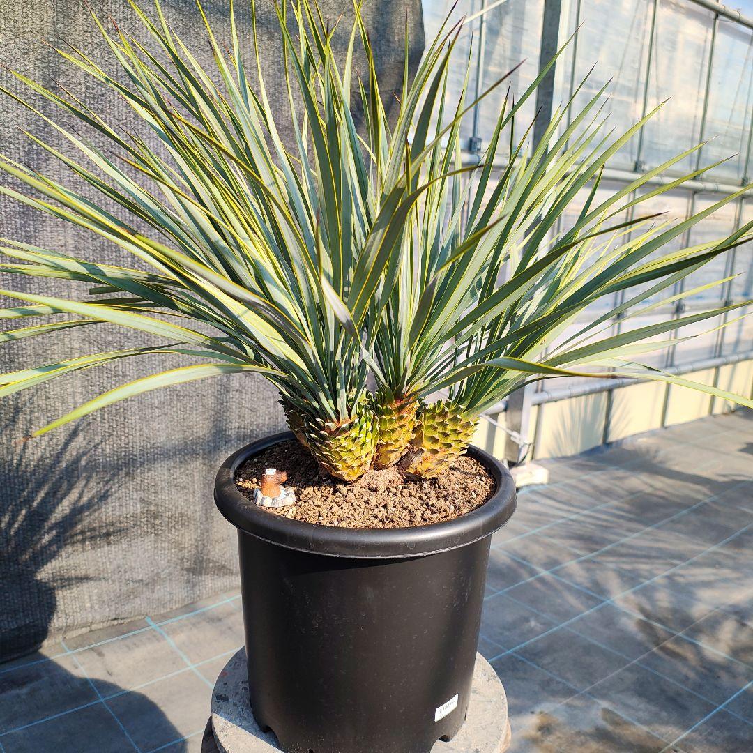 ロストラータ Hyb しっくすヘッド