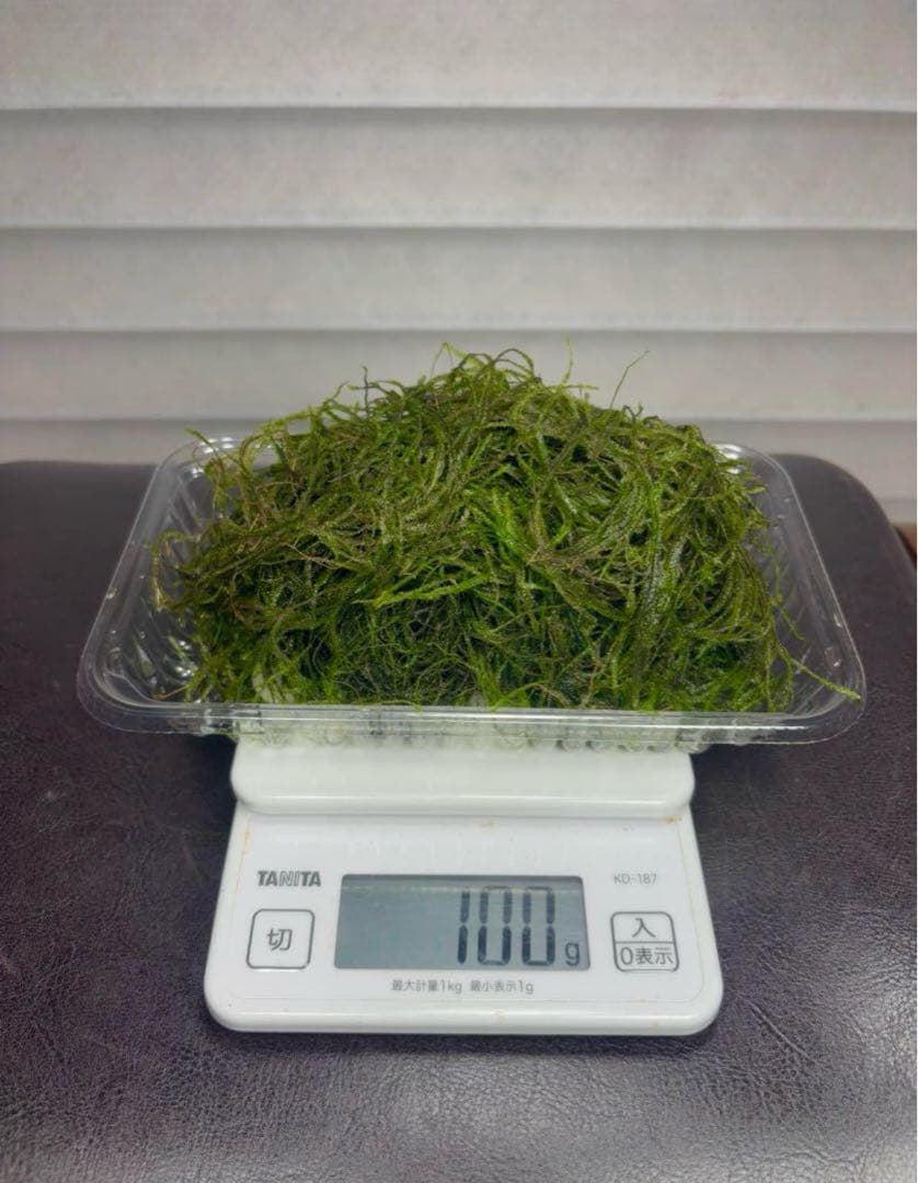 ウィローモス　100g 水草　無農薬