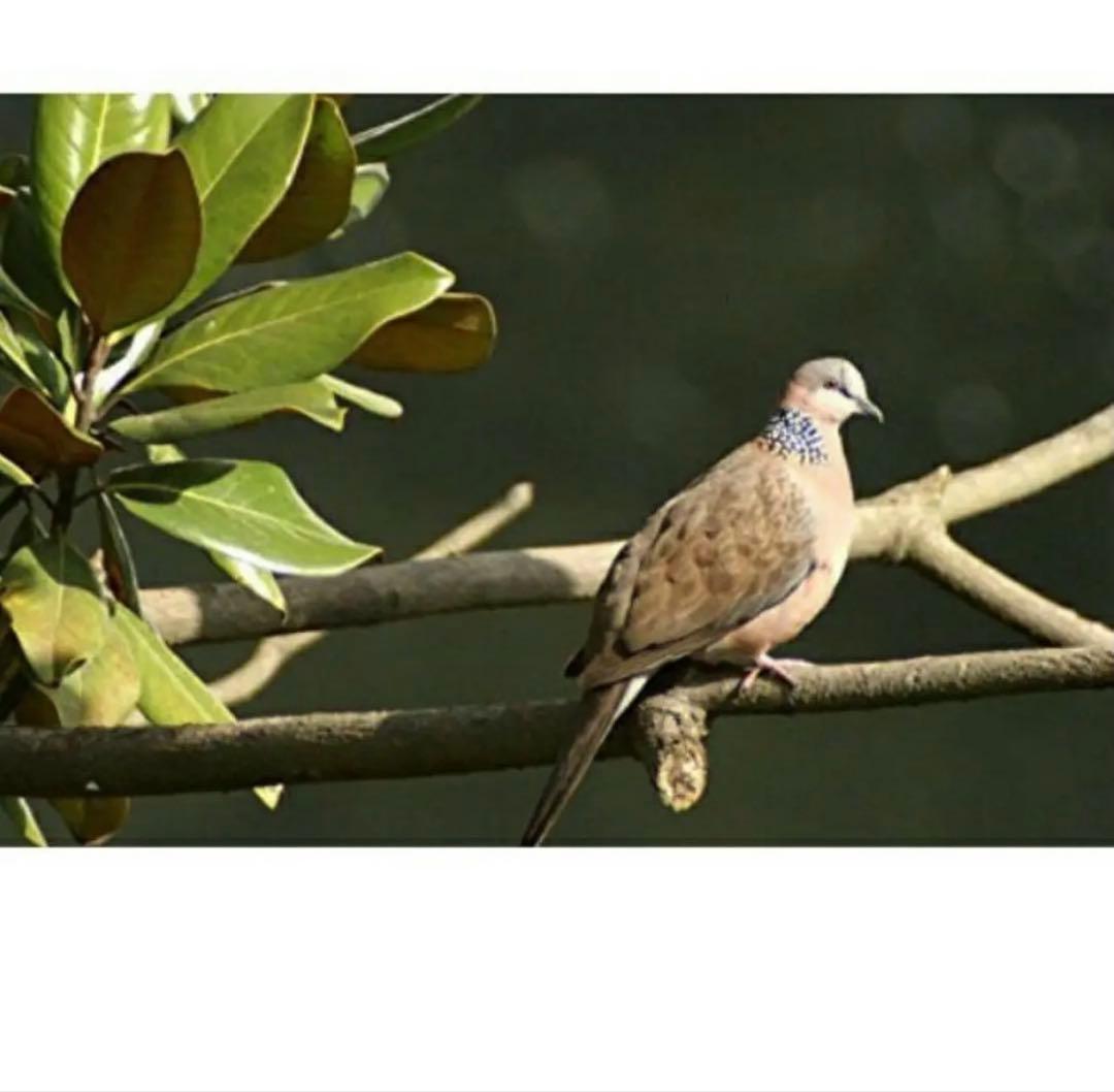 り*ん様 Canon一眼レフ用ズームレンズ！初心者サポート付き！袋付き！即決OK