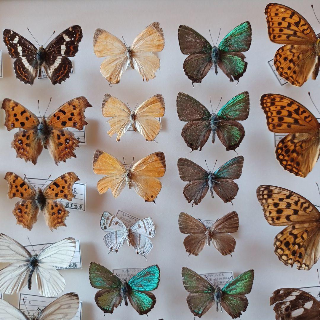hiro☆　標本箱+蝶標本　中型ドイツ箱2個セット
