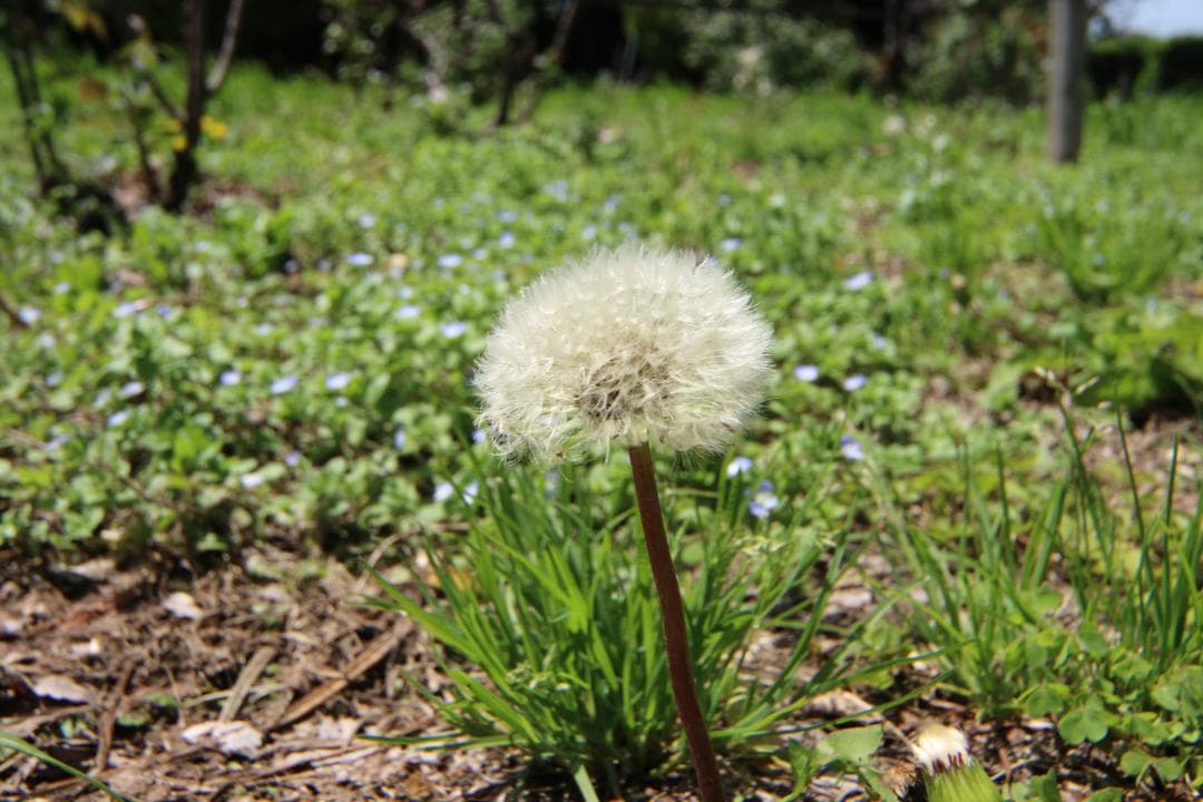 ⭐️美品⭐️SIGMA12-24mm f4.5-5.6 DG HSM キャノン用