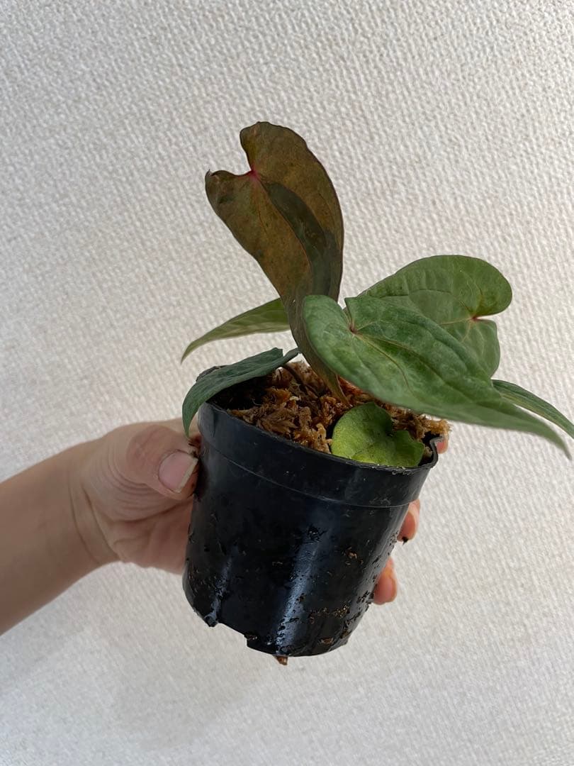 アンスリウム　斑入り　レッドベインダークフェニックス