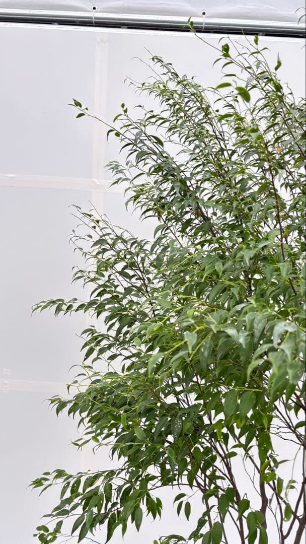 美しい樹形が魅力的 山採り ハイノキ 株立 694 樹高2.1m位 高級樹