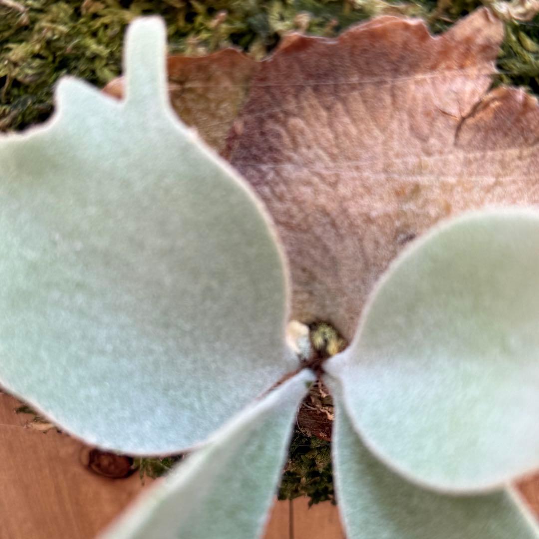 ビカクシダ　veitchii pedro tatsuta OC