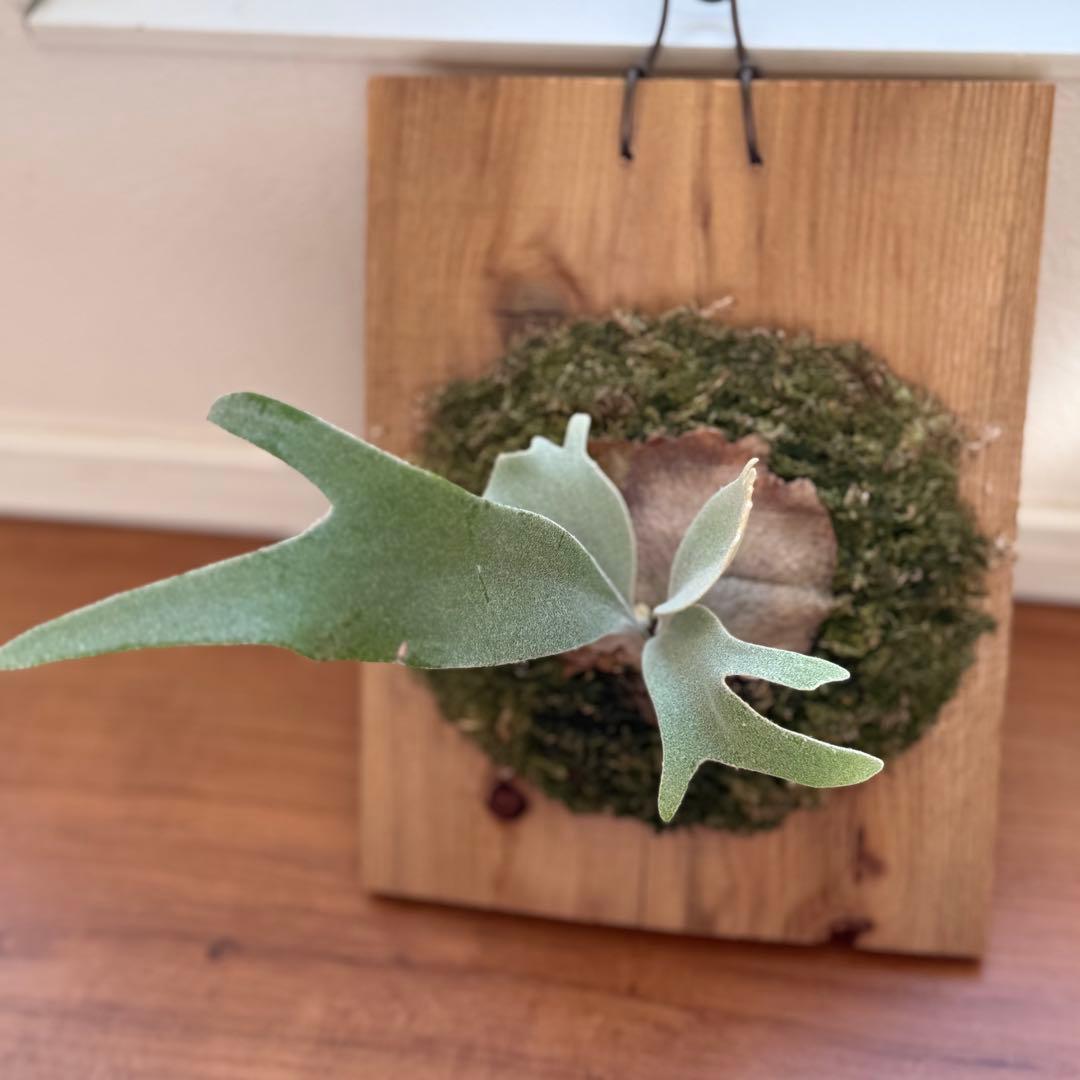 ビカクシダ　veitchii pedro tatsuta OC