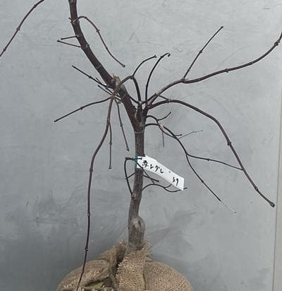 《現品》赤枝垂れ紅葉（アカシダレモミジ）樹高1.1ｍ（根鉢含まず）49【苗木】