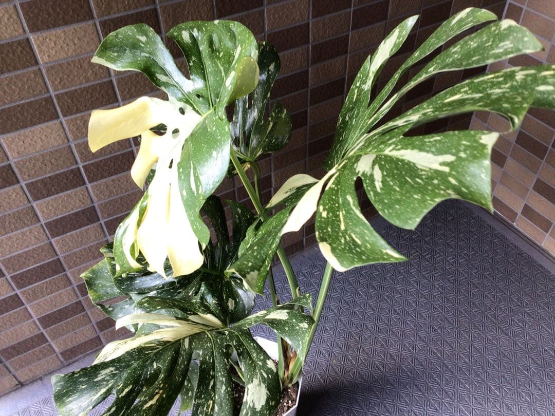 ② 現品販売です。高さ約100㎝斑入りモンステラ・タイコンステレーション7号鉢