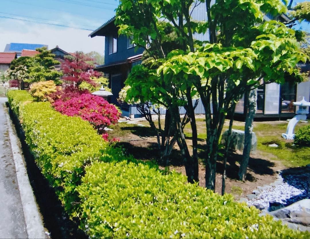 ドウダンツツジ 生垣 バラ売り可【石川県引き取り限定】まとめ割