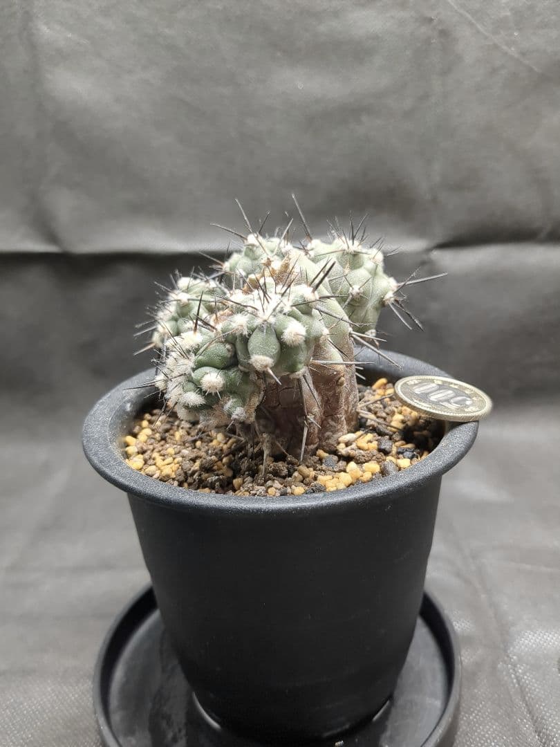 Copiapoa　コピアポア カリザレンシス　黒閃玉　現地球　群生　貴重