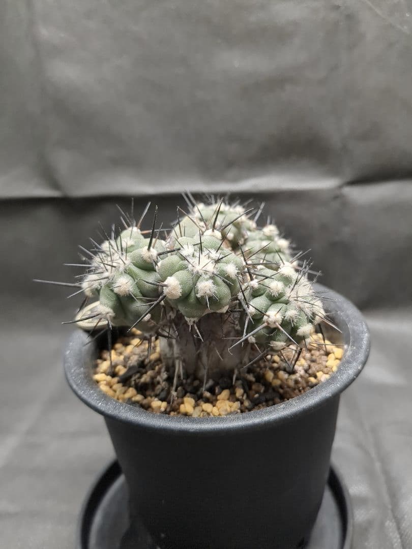 Copiapoa　コピアポア カリザレンシス　黒閃玉　現地球　群生　貴重