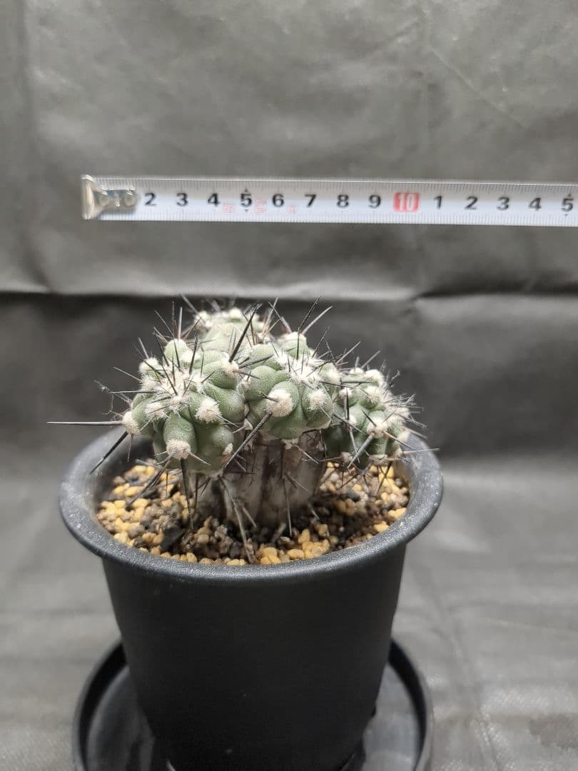 Copiapoa　コピアポア カリザレンシス　黒閃玉　現地球　群生　貴重