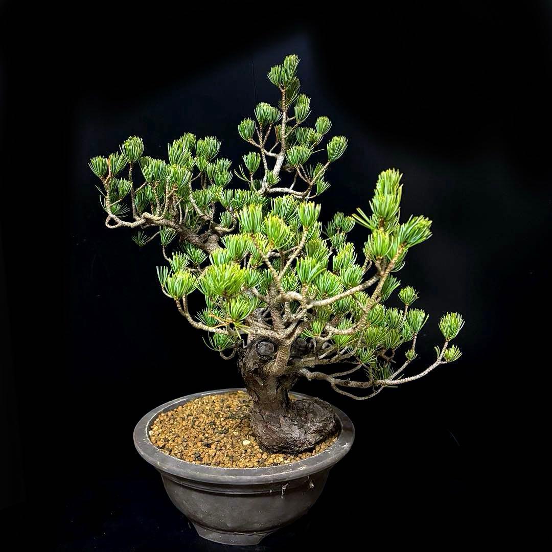 五葉松『盆栽風』