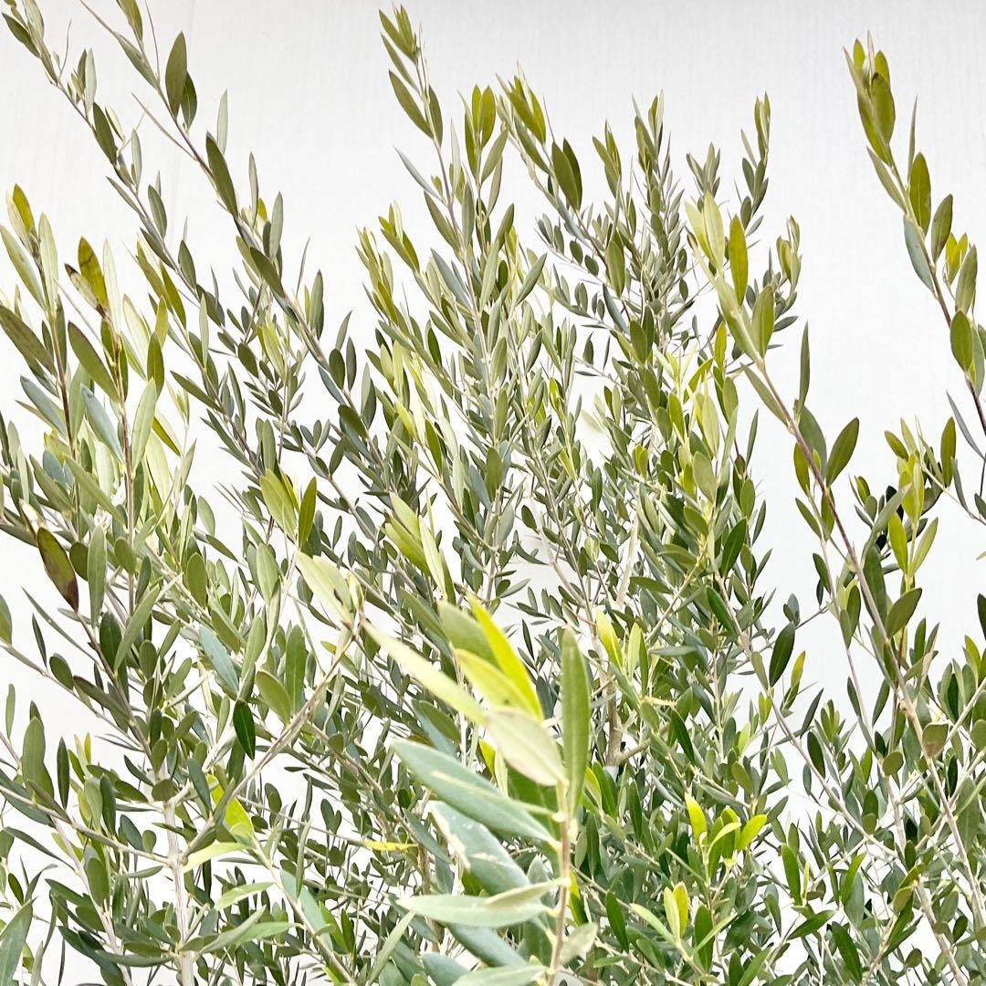 オリーブの木　ネバディロブランコ/ 991