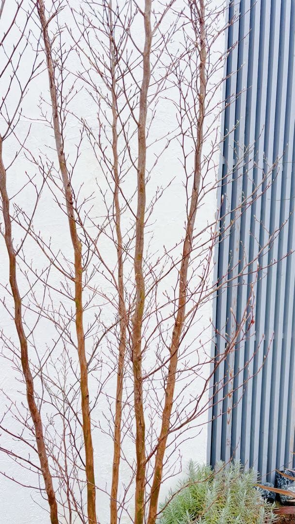 絶品黄金幹。ヒメシャラ切り戻し本株立ち2.8M(鉢底から)品番A