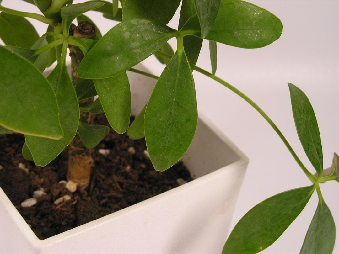 極美品✨OLYMPUS X-250