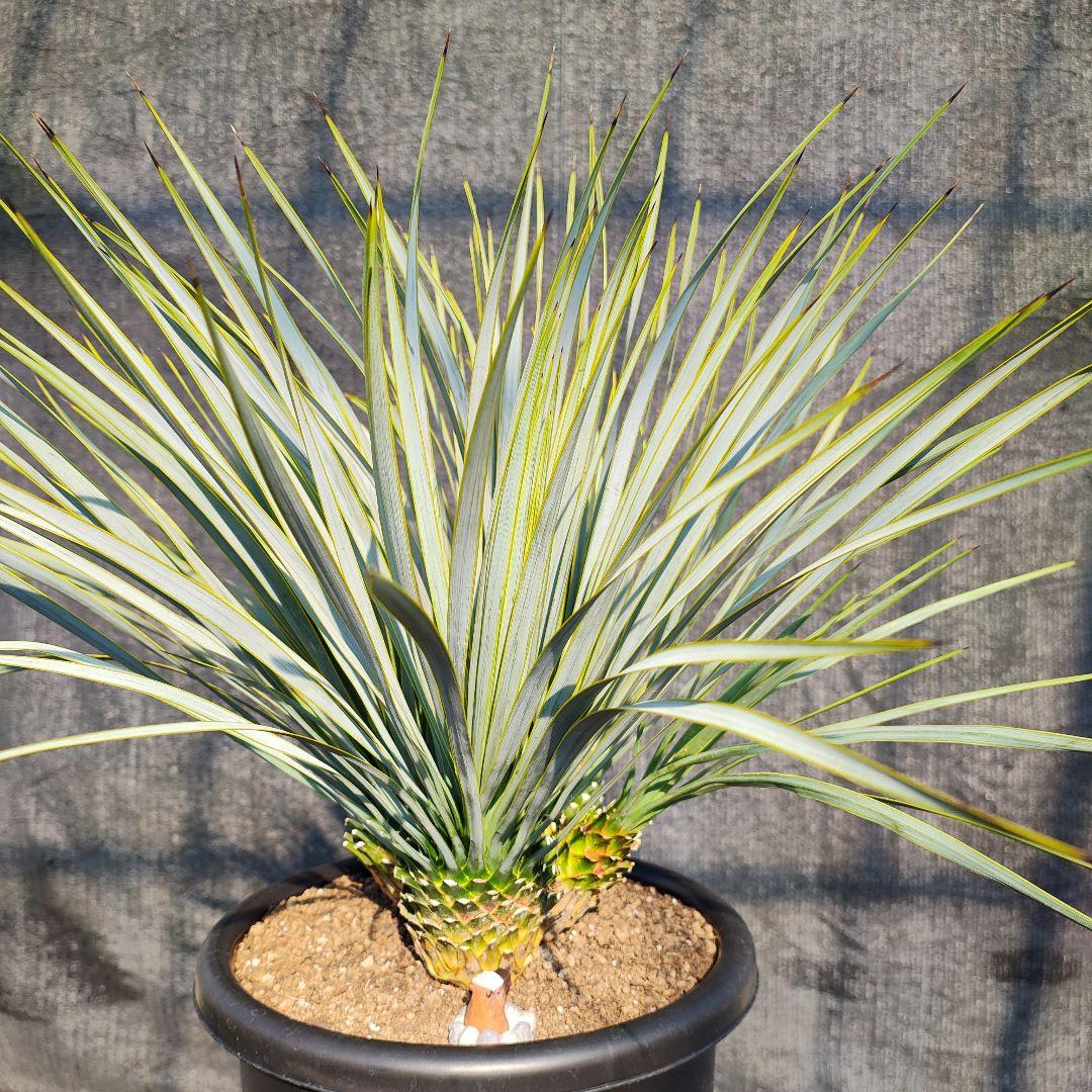 ロストラータ Hyb ふぉ－ヘッド