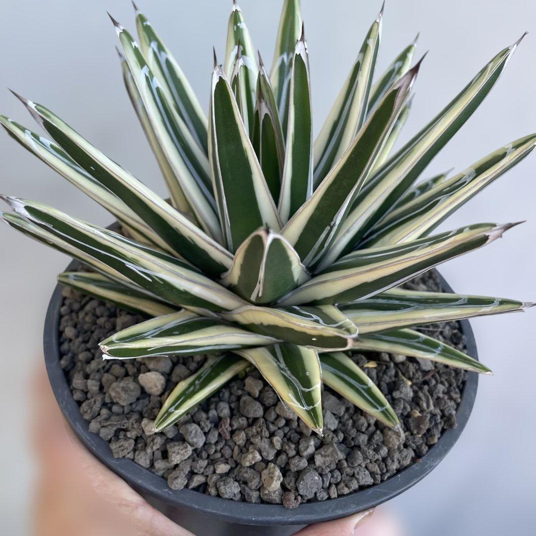 アガベ　氷山　大株