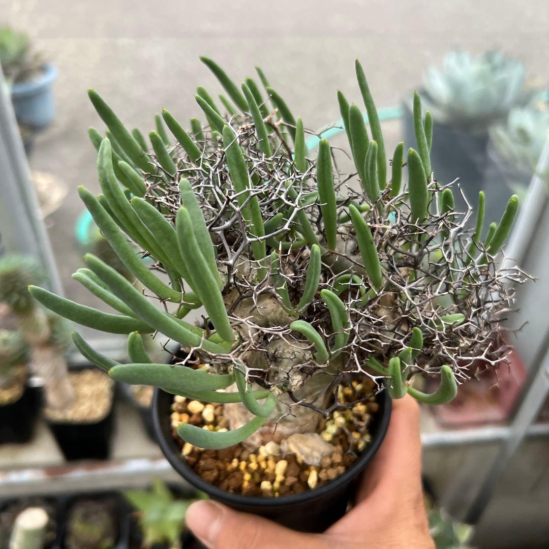 チレコドン　レティキュラーツス