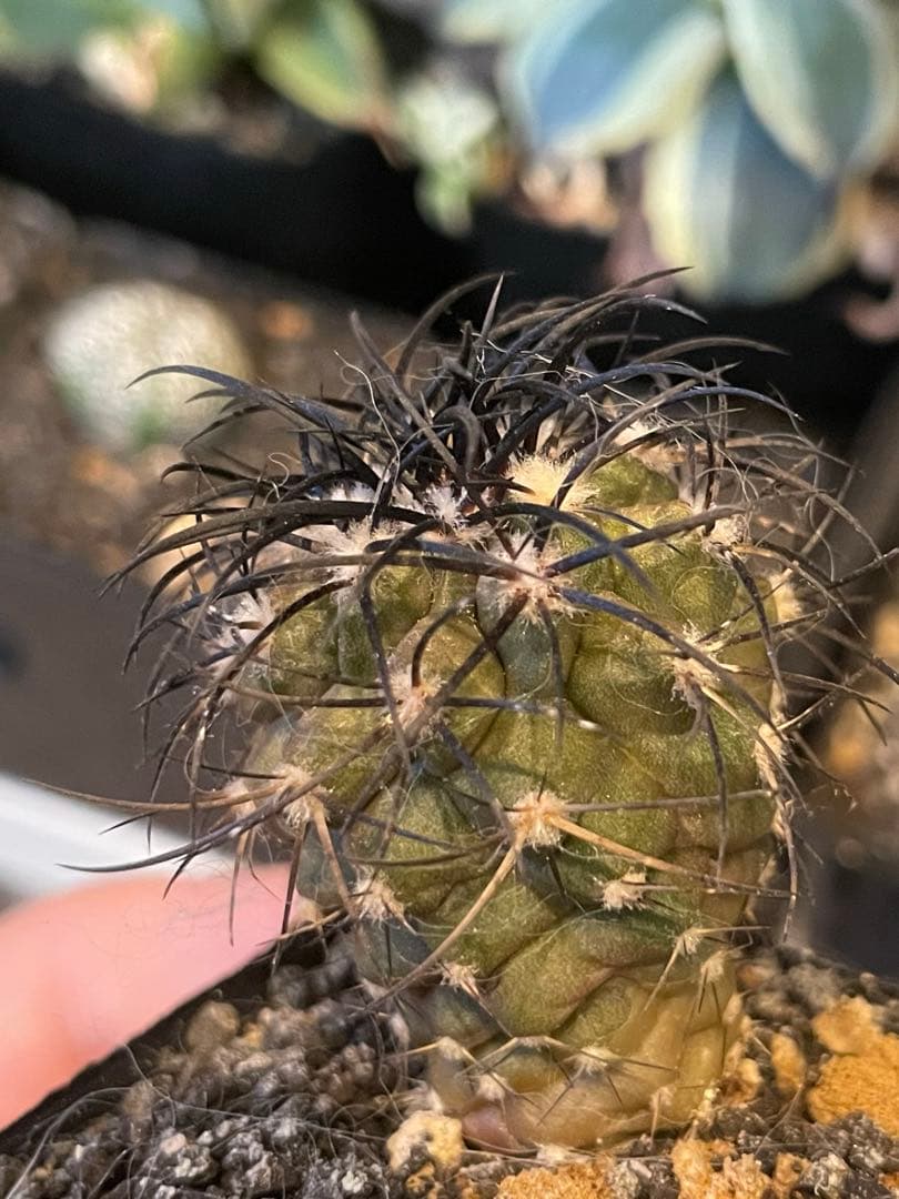 コピアポア グリセオビオラセア 栗星玉 実生 サボテン