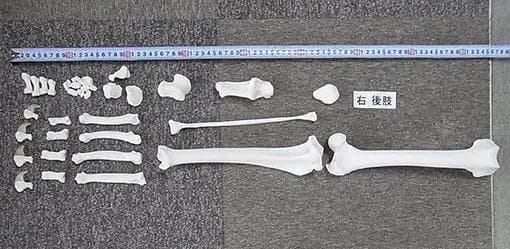 高品質！バーバリーライオン 右後肢（爪4本付）骨格　※登録票付