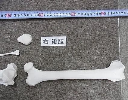 高品質！バーバリーライオン 右後肢（爪4本付）骨格　※登録票付