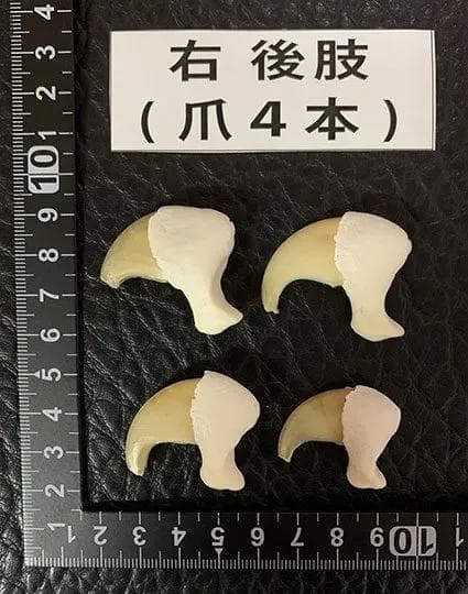 高品質！バーバリーライオン 右後肢（爪4本付）骨格　※登録票付