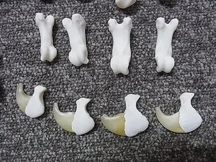 高品質！バーバリーライオン 右後肢（爪4本付）骨格　※登録票付