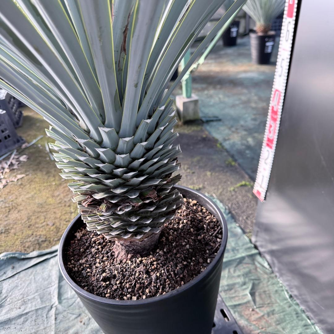 Z*Z様 【AL1128】ユッカ　リギダ