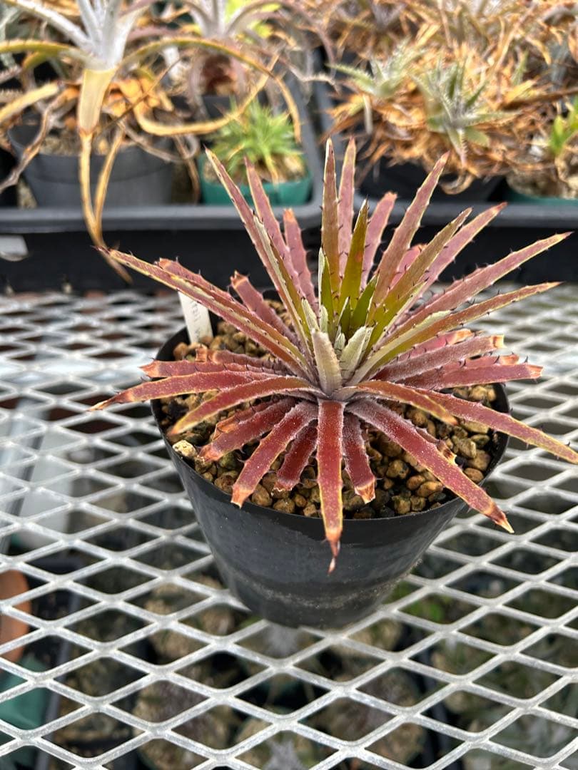 原種 ディッキア Dyckia reitzii rubra large form
