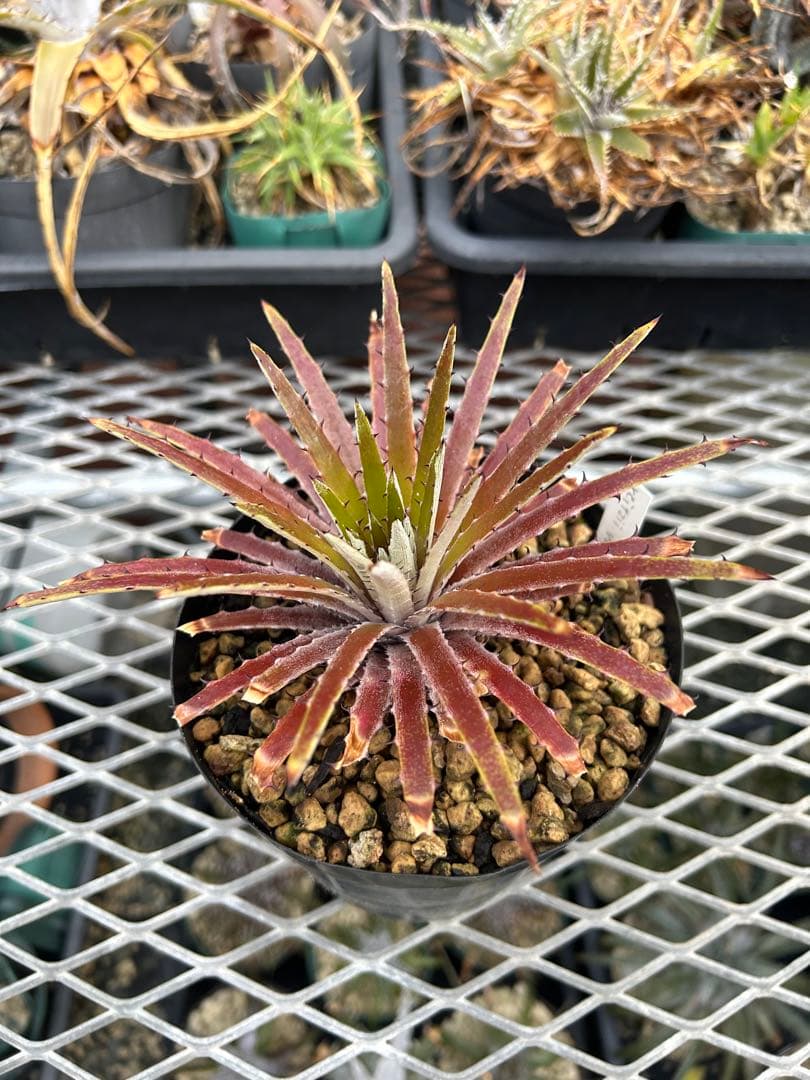 原種 ディッキア Dyckia reitzii rubra large form