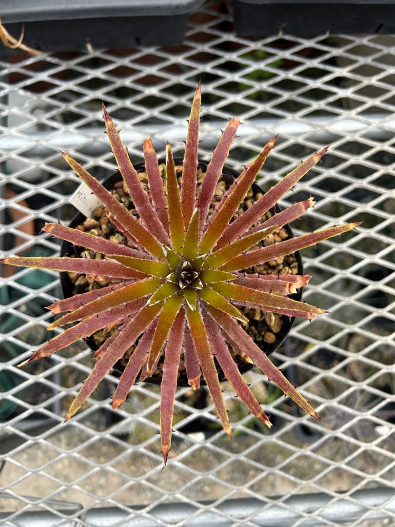 原種 ディッキア Dyckia reitzii rubra large form