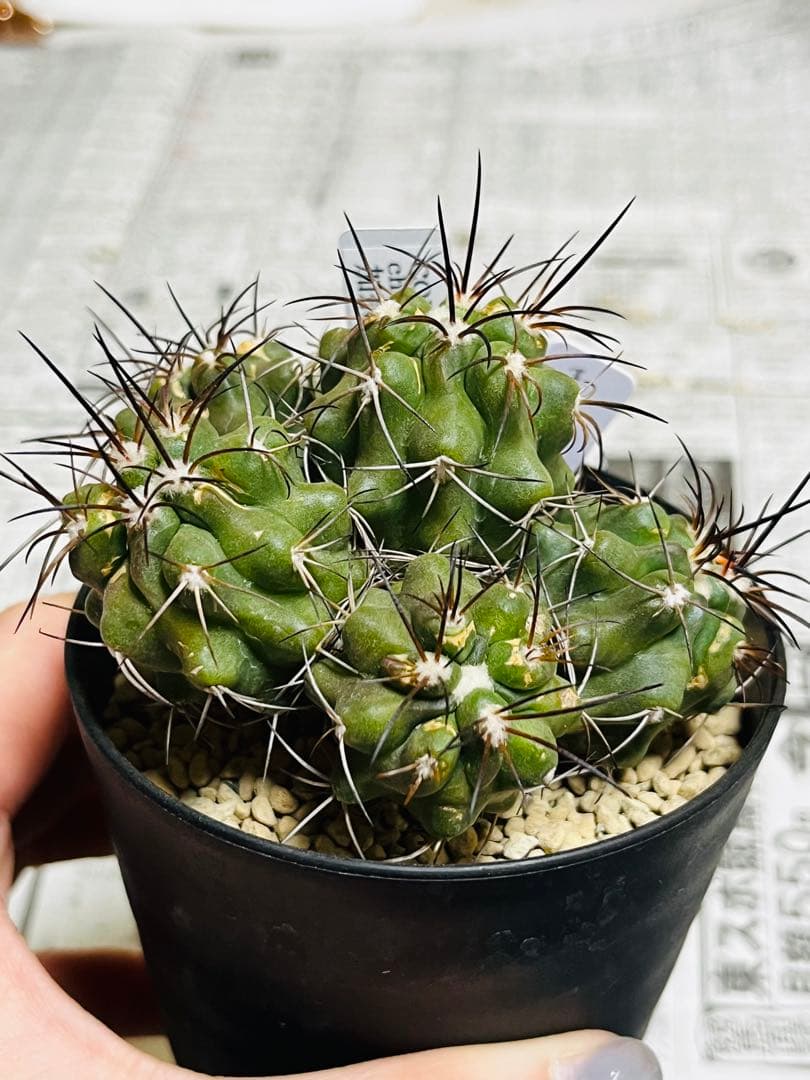 rollys.usa ✨黒棘　加奈留玉(かなるぎょく)群生　コピアポア