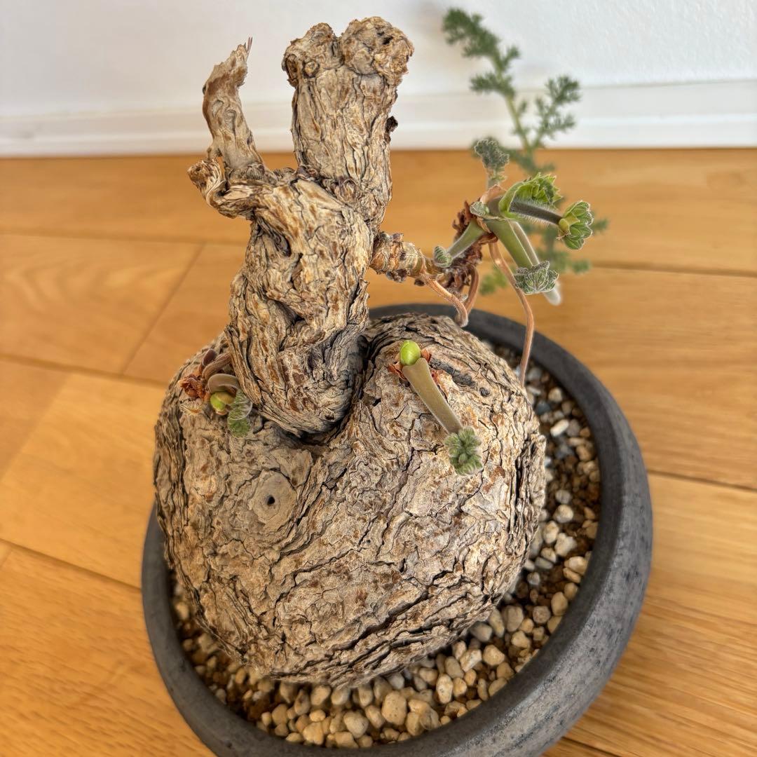 ペラルゴニウム トリステ みやび鉢 発根済み 塊根植物 コーデックス現地株