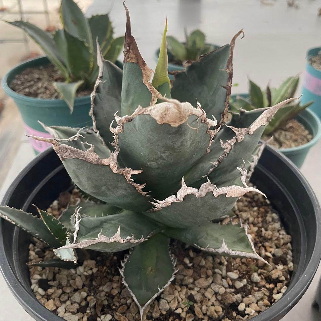 多肉植物アガベ チタノタ 狼人  極上大株 子株付