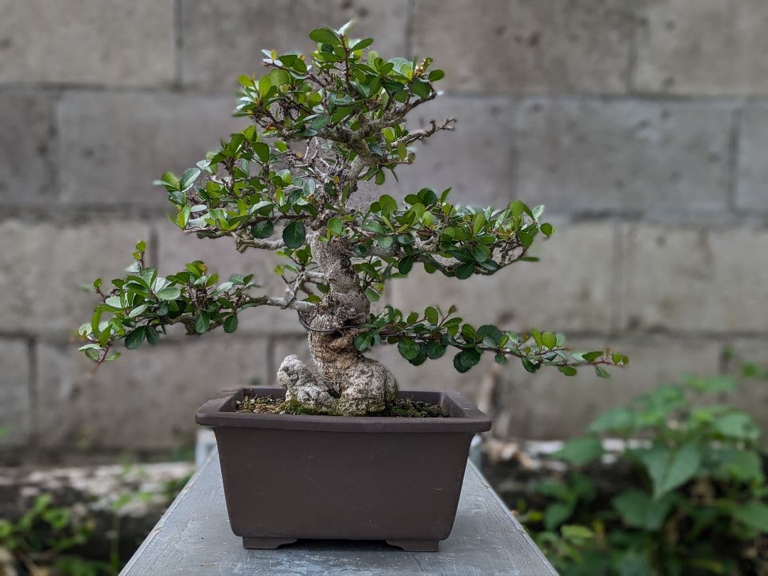 ハリツルマサキ盆栽