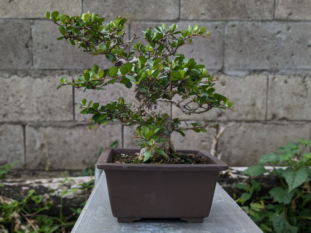 ハリツルマサキ盆栽