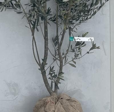 《現品》オリーブの木　シプレシーノ 樹高2.0ｍ（根鉢含まず）190【苗木/庭木