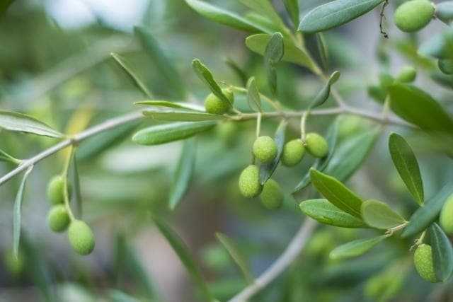 《現品》オリーブの木　シプレシーノ 樹高2.0ｍ（根鉢含まず）190【苗木/庭木