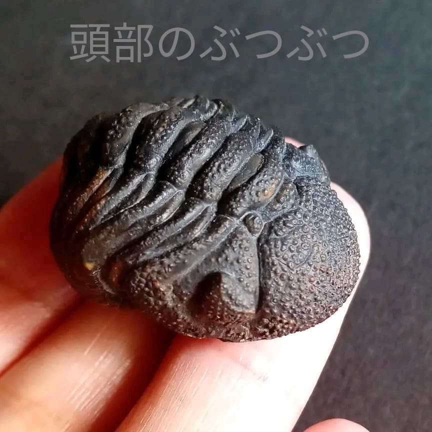 化石　標本　三葉虫　モロコプス　torkozensis