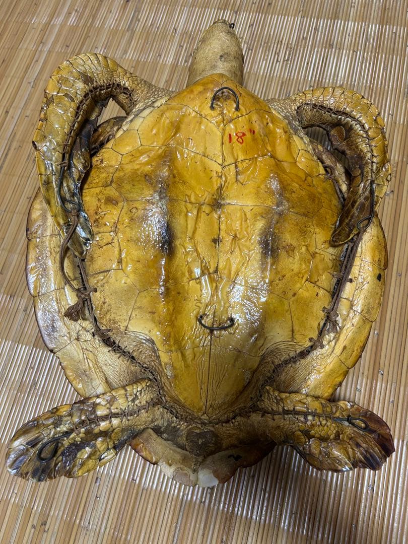 ウミガメ剥製　国際希少野生動植物種登録票有