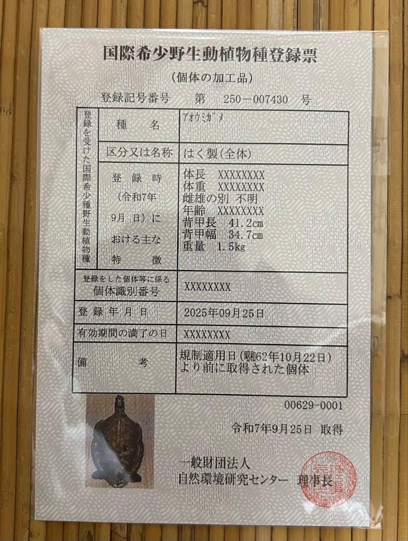 ウミガメ剥製　国際希少野生動植物種登録票有