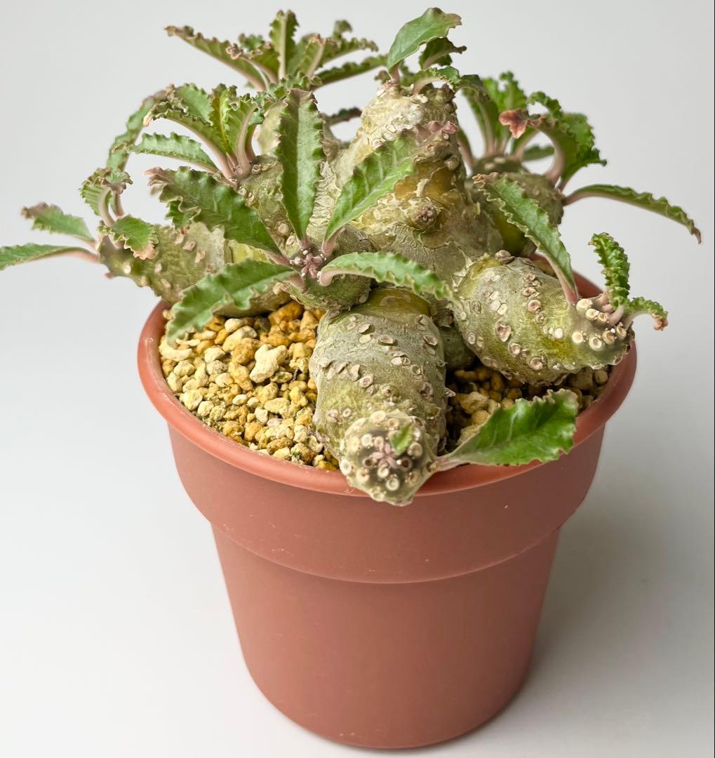 【レア/塊根植物】ドルステニア ラブラニー オス株（大株）鉢植え ③