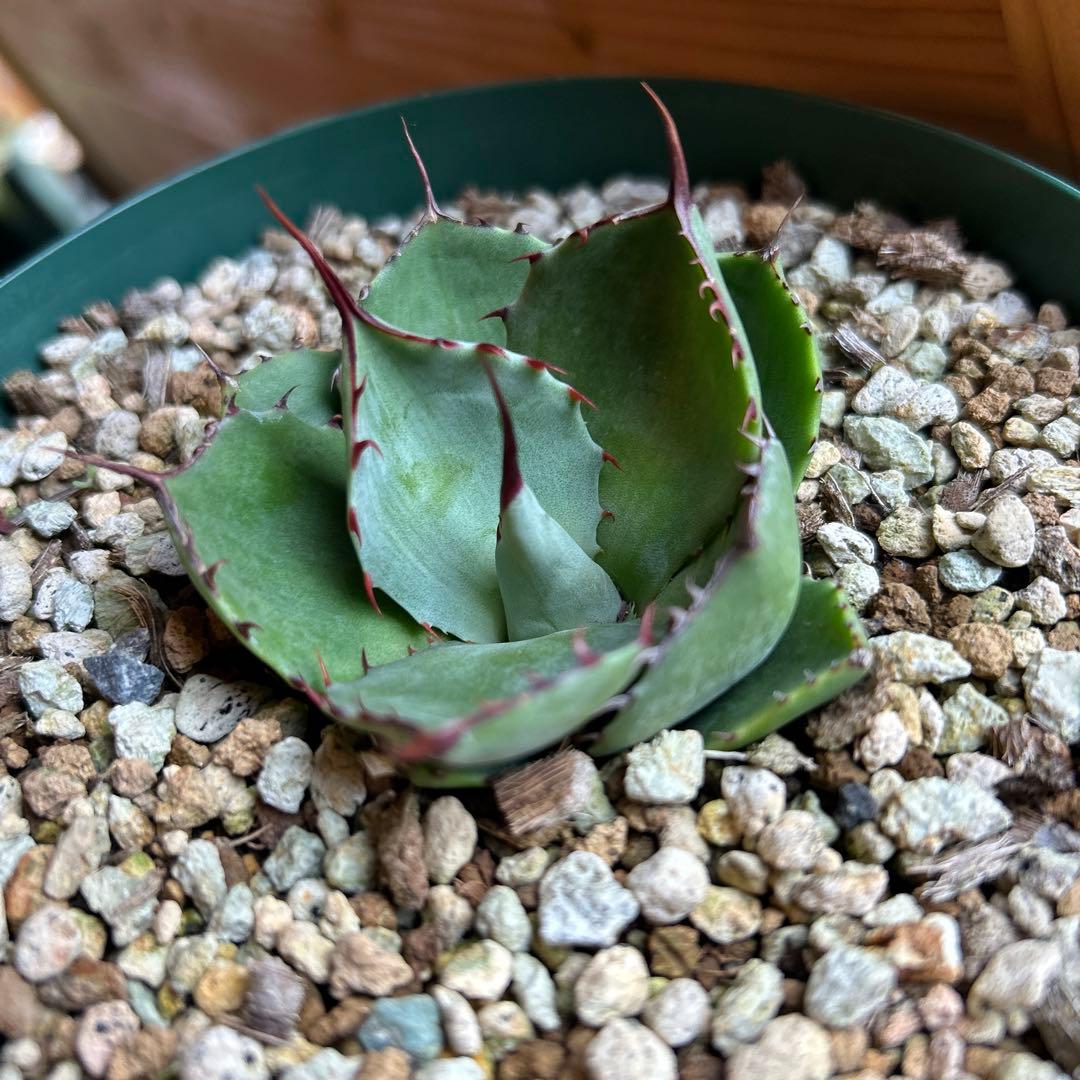 アガベ　パリー　トランカータ　塵斑　Ns産　散り斑