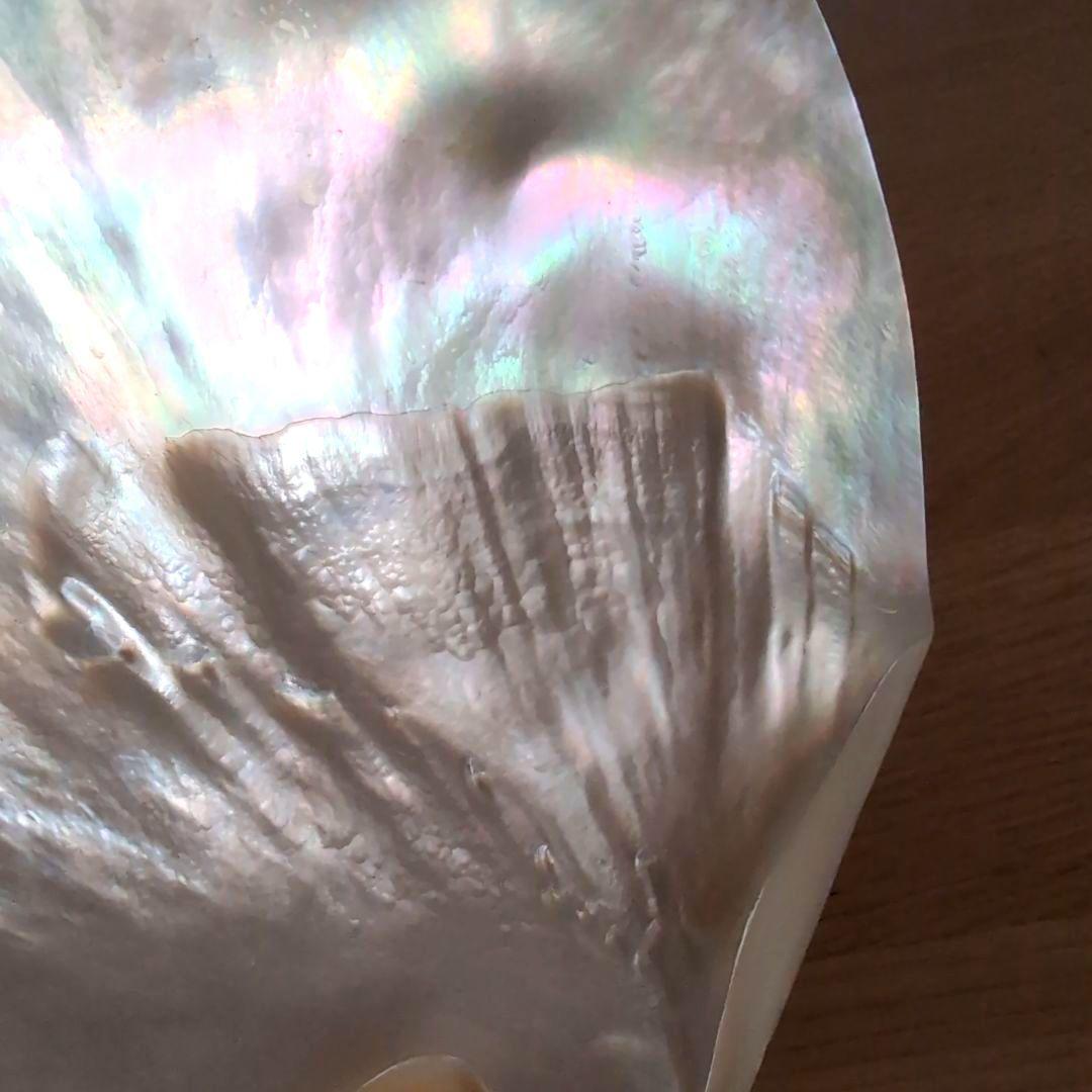 白蝶貝 貝殻製 丸型プレート 8枚セット