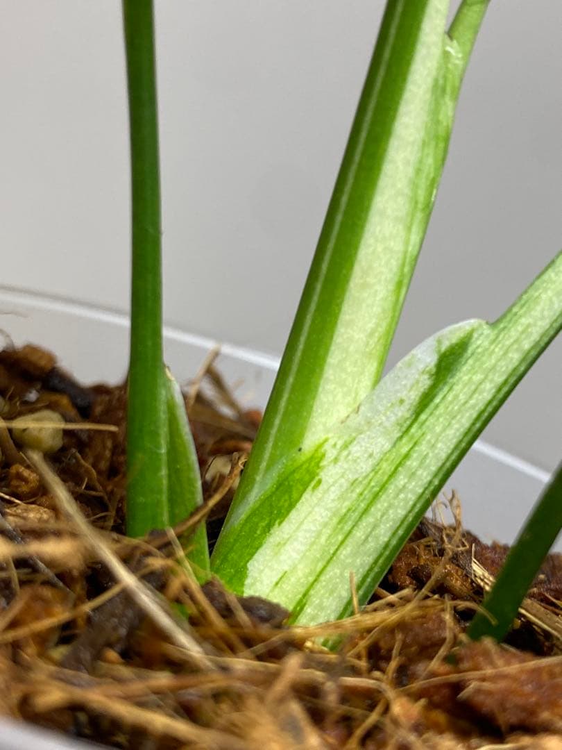 ル*ル様 【超美苗‼️】モンステラ　デリシオーサ　ベトシオーサ　バルバソー　フシ