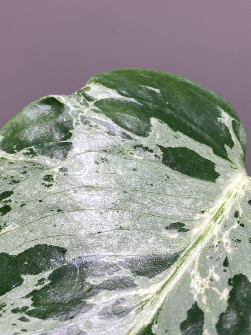 ル*ル様 【超美苗‼️】モンステラ　デリシオーサ　ベトシオーサ　バルバソー　フシ