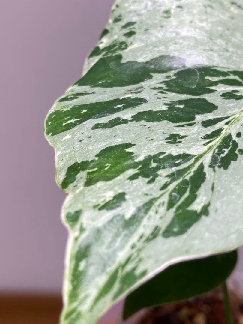 ル*ル様 【超美苗‼️】モンステラ　デリシオーサ　ベトシオーサ　バルバソー　フシ