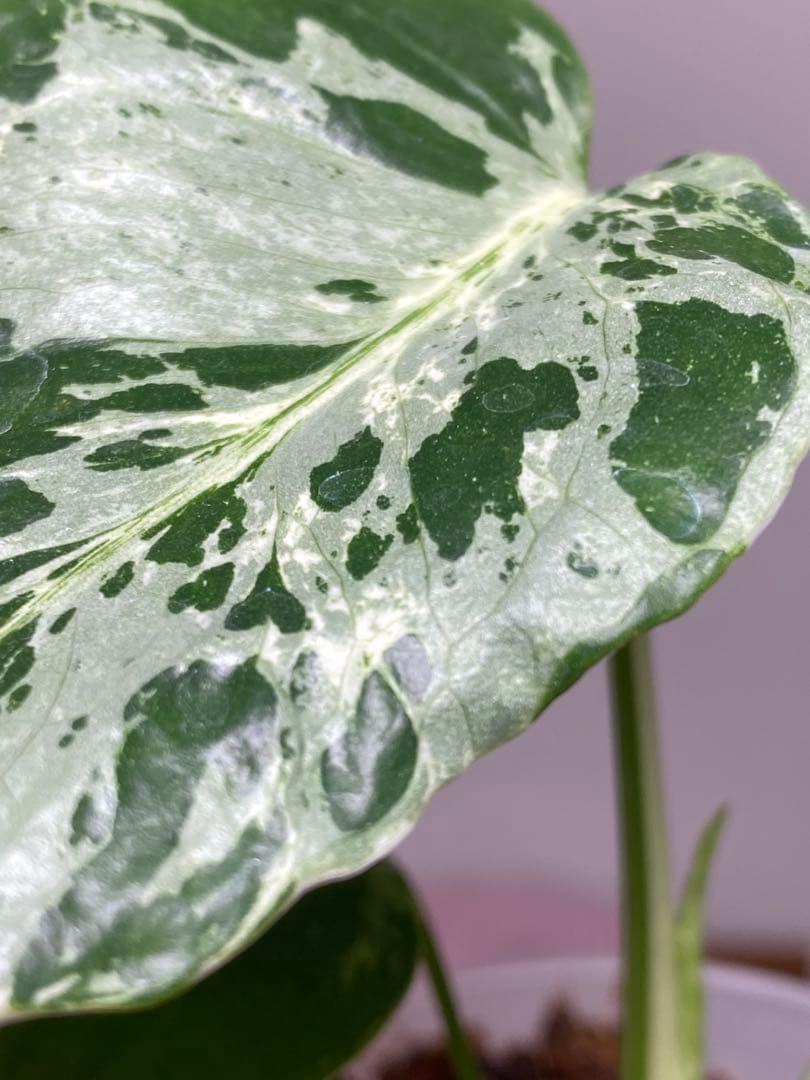 ル*ル様 【超美苗‼️】モンステラ　デリシオーサ　ベトシオーサ　バルバソー　フシ