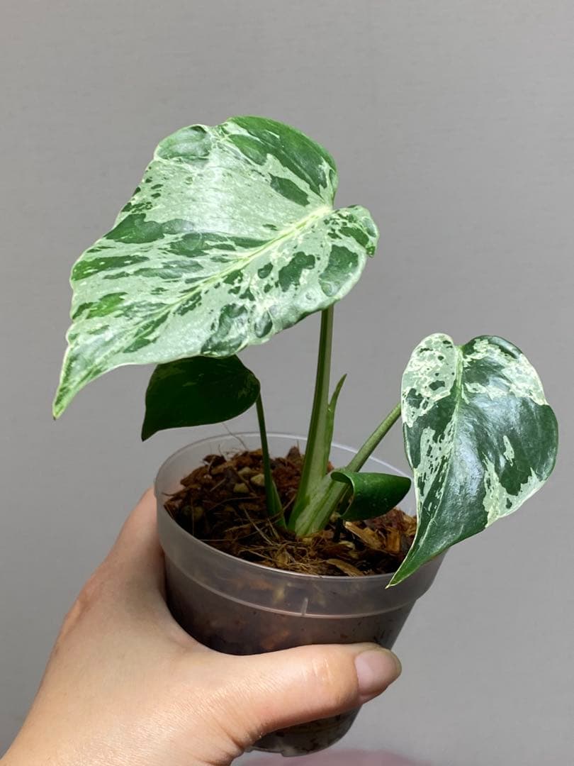 ル*ル様 【超美苗‼️】モンステラ　デリシオーサ　ベトシオーサ　バルバソー　フシ