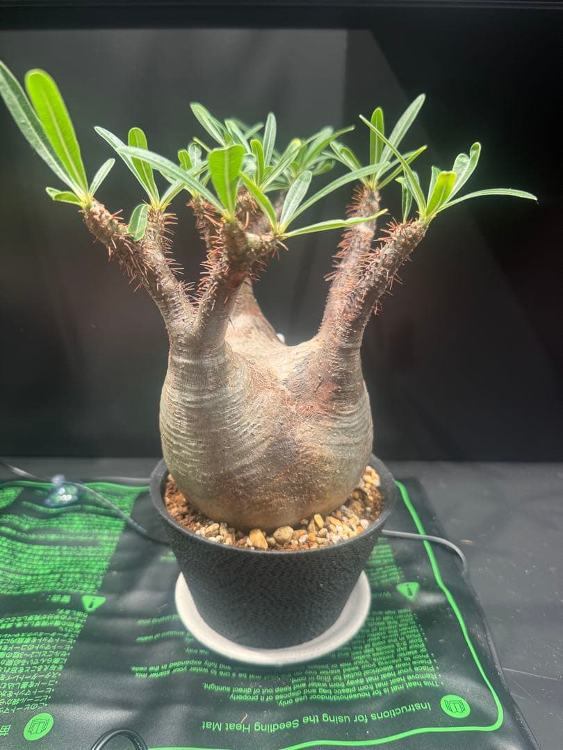 h*o様 パキポディウム グラキリス(現地球)